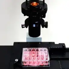 Cell Culture Plate