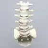 Spine, Lumbar, L1-Sacrum with Tan Discs, Solid Foam