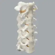 Spine, Cervical, Anterior and Posterior Ligaments, Solid Foam