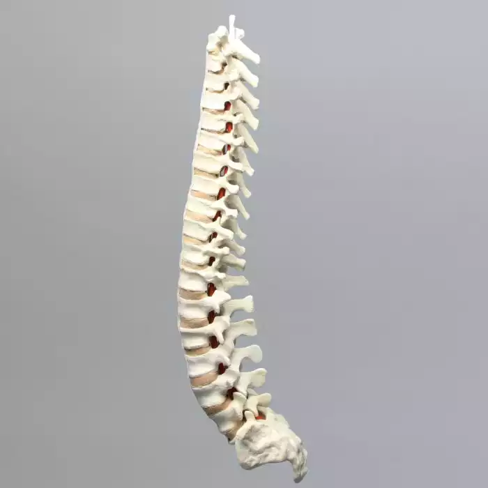 Spine, T1-Sacrum, Solid Foam