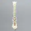 Spine, T1-Sacrum, Solid Foam