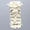 Spine, Cervical with Posterior Ligament, Solid Foam