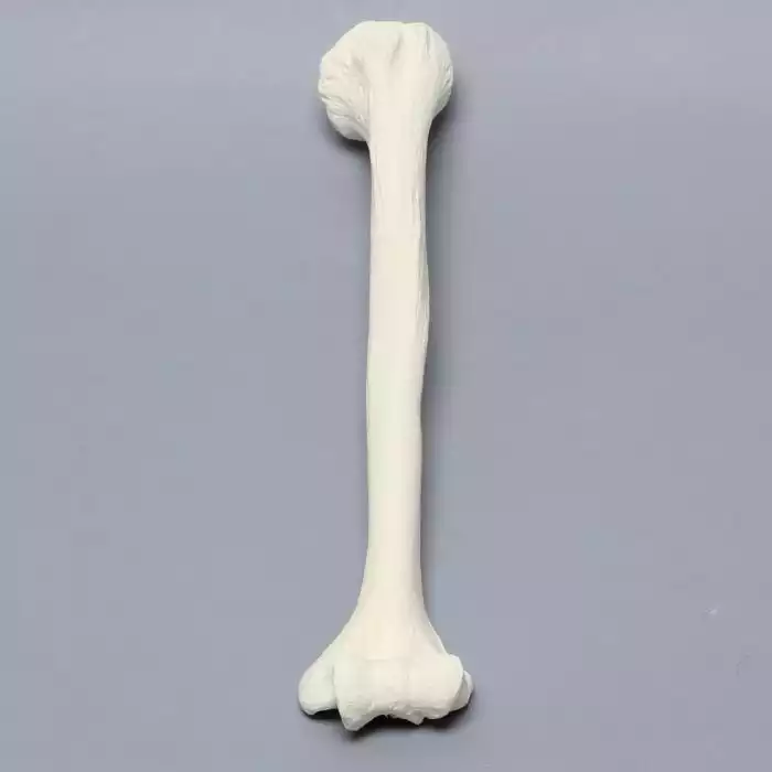 Humerus, Foam Cortical, Left