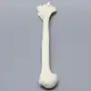 Humerus, Foam Cortical, Left