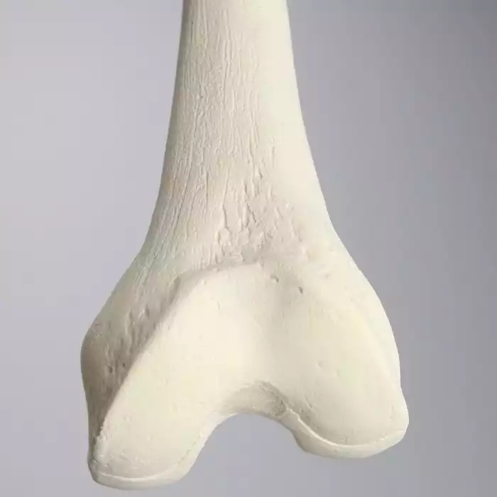 Femur, Foam Cortical, Left, Medium