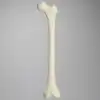 Femur, Foam Cortical, Left, Medium