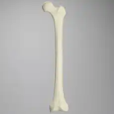 Femur, Foam Cortical, Left, Medium