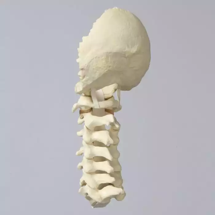 Spine, Cervical with Occipital, Ligaments, and Tan Discs, Solid Foam