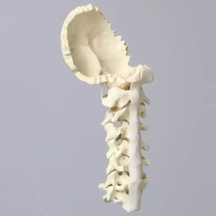 Spine, Cervical with Occipital, Ligaments, and Tan Discs, Solid Foam