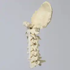 Spine, Cervical with Occipital, Ligaments, and Tan Discs, Solid Foam