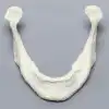 Mandible with Teeth Indentations