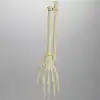 Hand and Wrist, Articulated, Solid Foam, Left