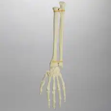 Hand and Wrist, Articulated, Solid Foam, Left