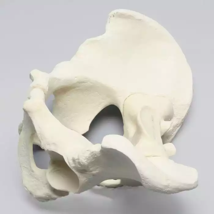 Pelvis, Full Male, Solid Foam