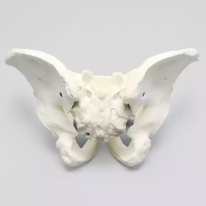 Pelvis, Full Male, Solid Foam