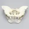 Pelvis, Full Male, Solid Foam