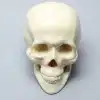 Skull, Full, With Vise Attachment