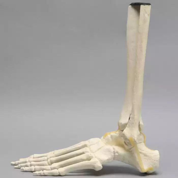 Foot and Ankle with Distal Tibia & Fibula, Solid Foam, Left