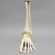 Foot and Ankle with Distal Tibia & Fibula, Solid Foam, Left