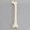 Femur, 16 mm Canal, Foam Cortical, Left