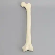 Femur, 16 mm Canal, Foam Cortical, Left