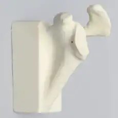 Scapula with Hollow Vise Attachment, Foam Cortical, Left